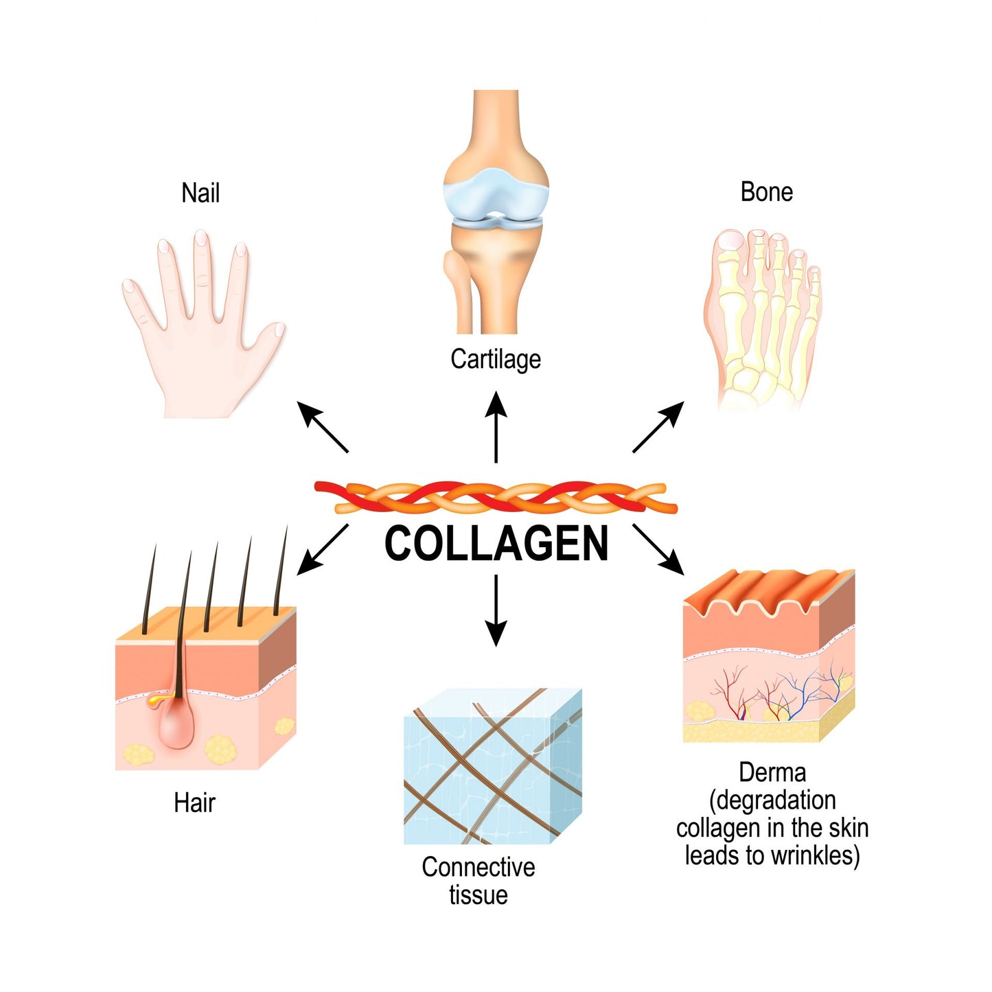 Multi Collagen Peptides Capsule